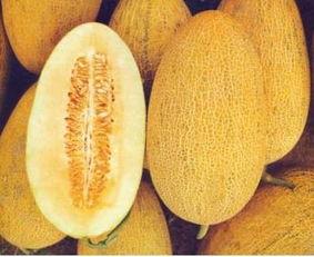 吃哈密瓜会长痘吗,揭秘吃哈密瓜是否会引发痘痘之谜