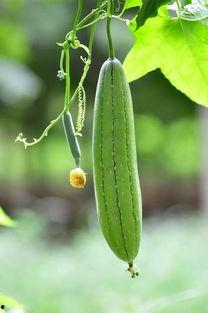 B吃瓜,揭秘娱乐圈背后的那些事儿