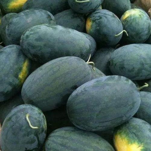 采瓜吃,探寻夏日田园的甜蜜时光